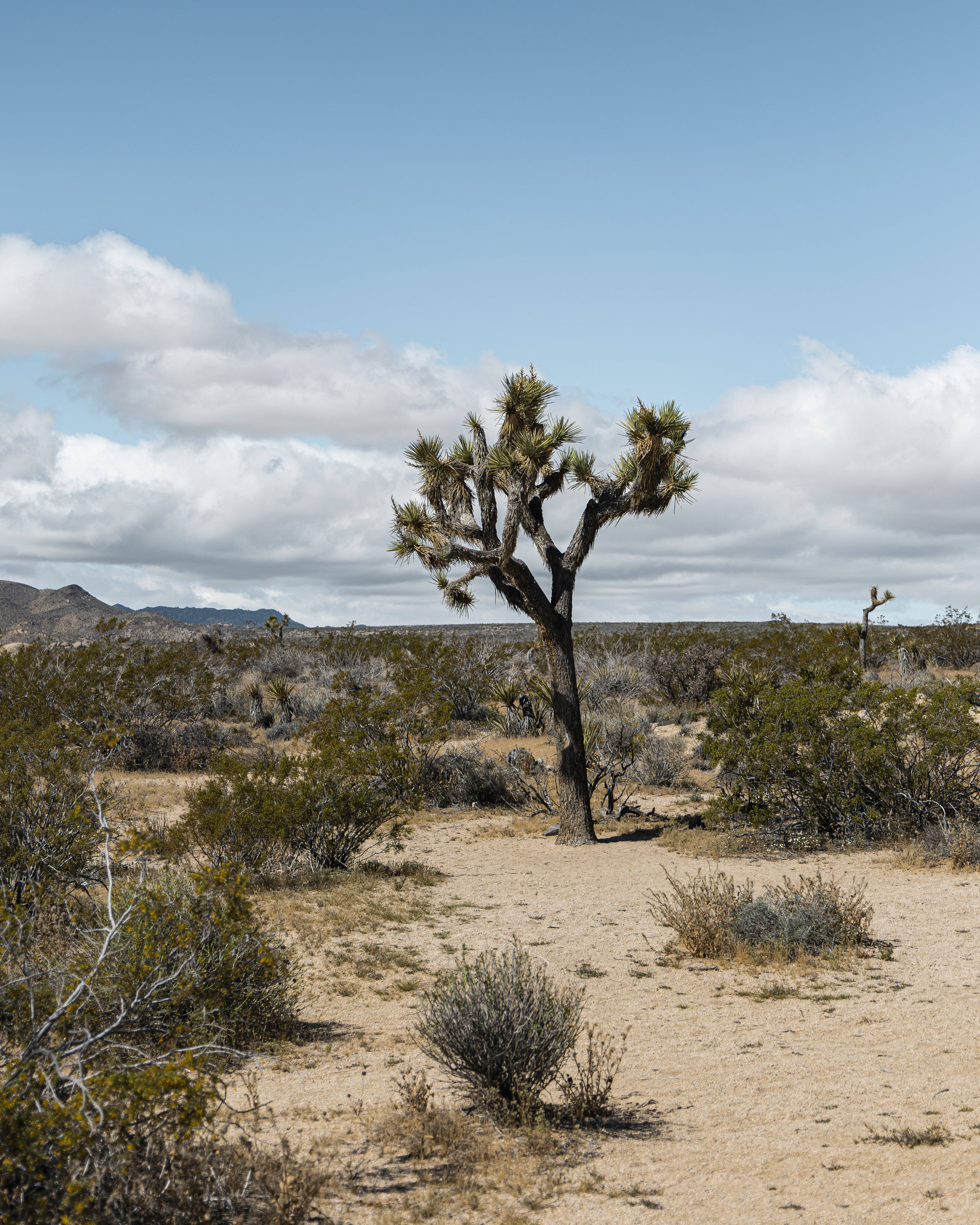 Joshua Tree
